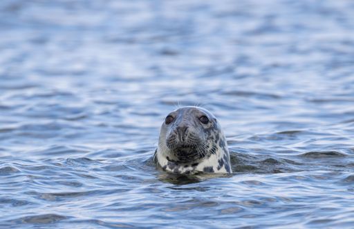 A Close-up portrait of Grey Seal (Halichoerus grypus) looking out in the waters of Malusi islands, Estonia. Finnish Gulf, Baltic Sea