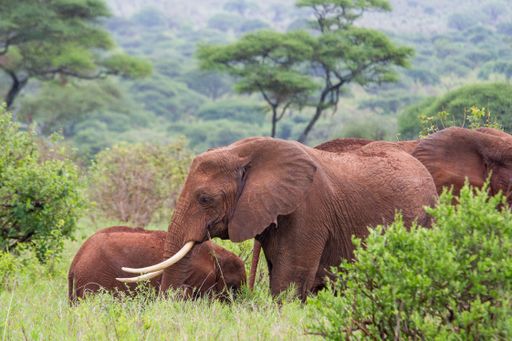A closeup shot of elephants in Tarangire National Park, Tanzania