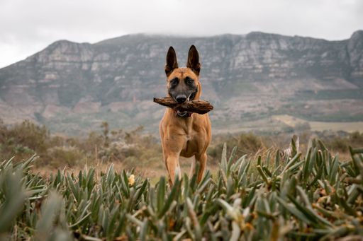 A Belgian Malinois dog holding a stick in its mouth while standing in a field with mountains in the background on a cloudy day