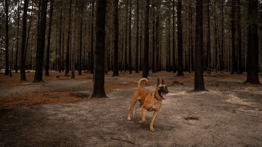 A happy Belgian Malinois dog running through a dense forest with tall trees and a carpet of fallen leaves on the ground