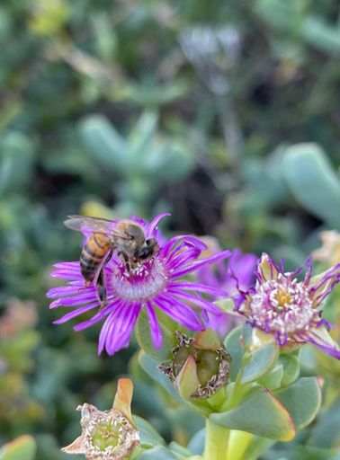A closeup of wild bee on a purple flower in the garden