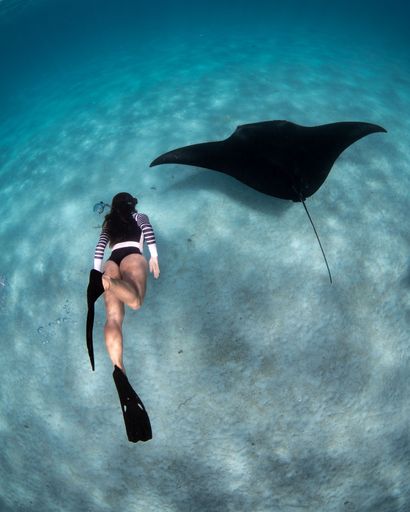 A woman snorkeling underwater with a large manta ray in the clear blue ocean