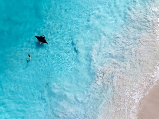 Aerial view of a swimmer and a manta ray in crystal clear turquoise waters near a sandy beach.