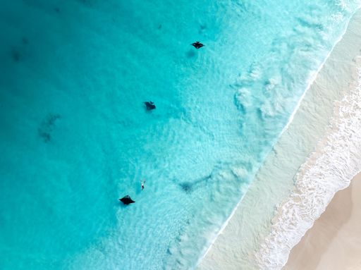 Aerial view of a person swimming with manta rays in crystal clear turquoise waters near a sandy beach.