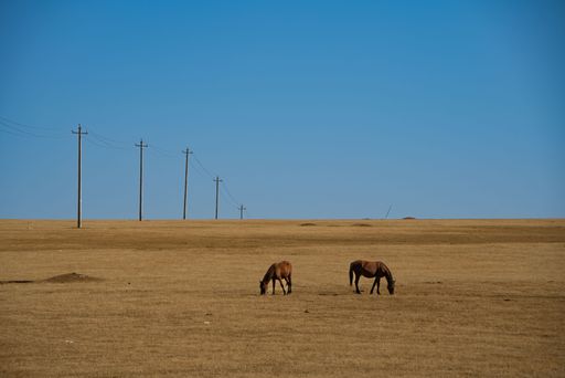 Two horses grazing in a vast dry field with power lines under a clear blue sky, in Nei Mongol, China