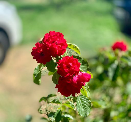A vertical shot of red climbing roses