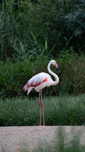 A vertical shot of a beautiful flamingo standing in the middle of the gras