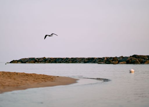 A serene beach scene with a bird flying over calm waters and a rocky breakwater in the background.