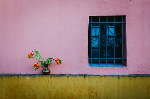 A shot of blue frame window on a pink wall and an orange flower with green leaves