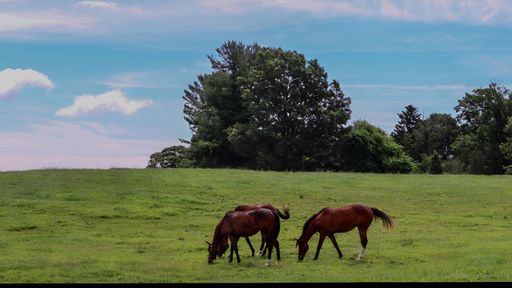 Three horses grazing on a lush green field with trees in the background under a clear blue sky
