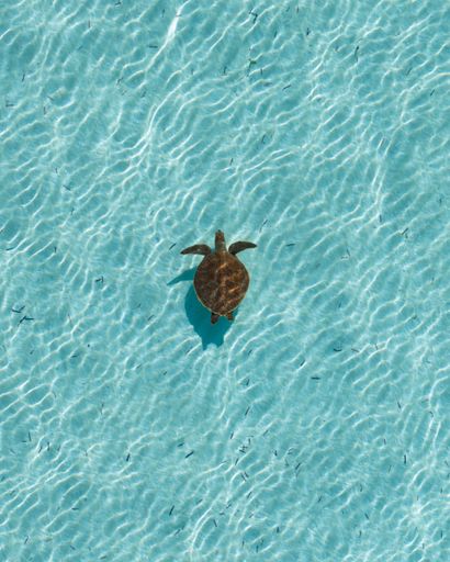 Aerial view of a sea turtle swimming in clear blue water with ripples