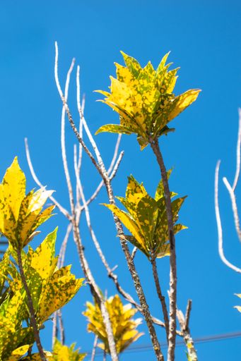 A low-angle shot of yellow candle-shape maples against the bl sky