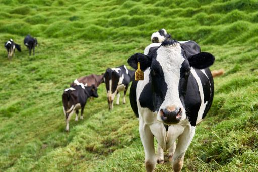 A closeup shot of a black and white cow grazing in the field with the herd of cows in Columb