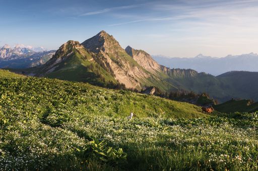 Spring landscape view of goats walking in a flowery meadow with an illuminated mountain range, shot at the Col de Lys, Fribourg Switzerland