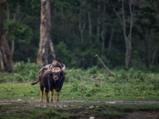A gaur standing in a lush green forest with trees in the background