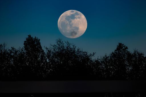 Full moon rising over silhouetted trees against a clear night sky