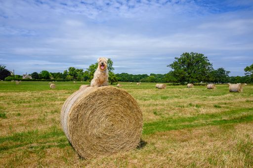 A soft coated wheaten terrier sitting on a hay bale in a field under a blue sky with scattered clouds