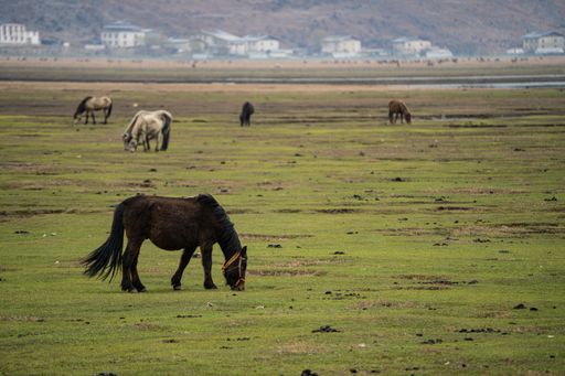 The horses grazing on a green field with distant buildings and mountains in the background.