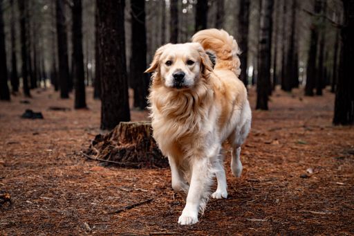 A Golden Retriever walking in a forest with trees and autumn leaves on the ground