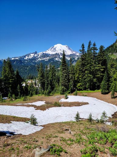 A vertical view of Mount Rainier with clear blue sky and surrounding forest on a sunny day in Mount Rainier National Park, Washington, USA