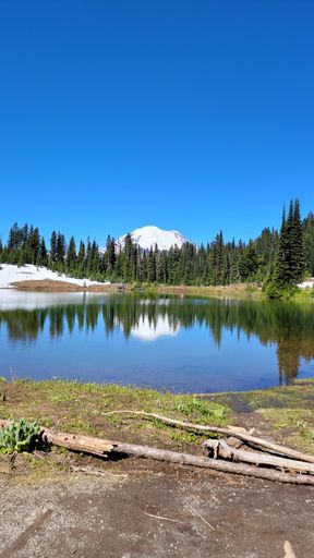 A vertical view of Mount Rainier reflected in Tipsoo Lake with a blue sky on a sunny day in Mount Rainier National Park, Washington, USA