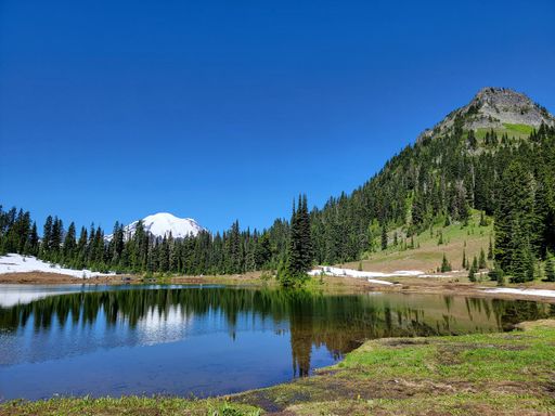 A stunning view of Mount Rainier reflected in Tipsoo Lake with a blue sky on a sunny day in Mount Rainier National Park, Washington, USA