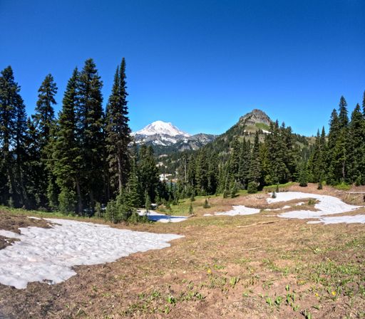 A scenic view of and evergreen forest with snow patches with Mount Rainier in the background on a sunny day in Washington, USA