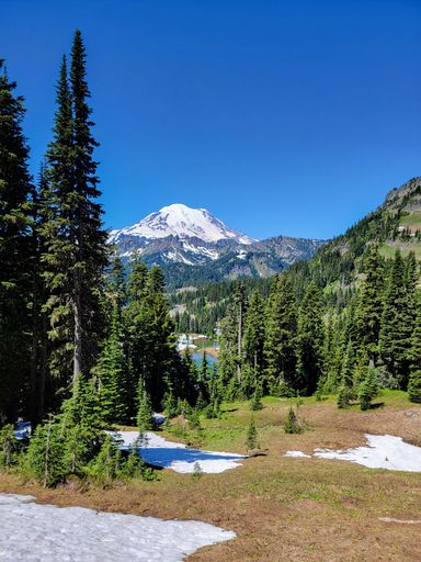A vertical view of an evergreen forest with snow patches with Mount Rainier in the background on a sunny day in Washington, USA