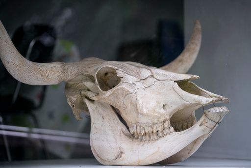 A closeup shot of watusi cow skull