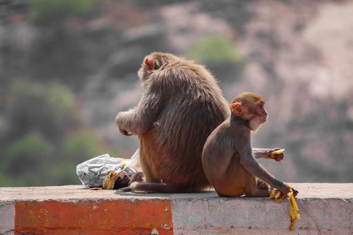 A closeup view of a tiny monkey standing on the stone and digging up on banana peels