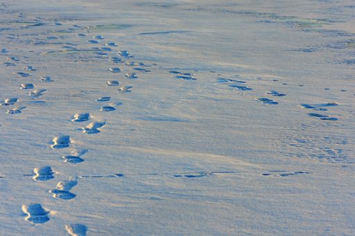 A high angle shot of footprints on fresh snow over a flat meadow under sunlight