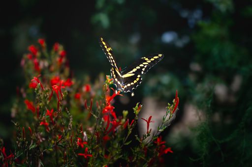 A close-up of a butterfly perched on vibrant red flowers in a garden with a blurred green background