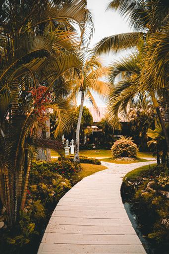 A vertical shot of a walkway in a tropical garden covered in trees and bushes under the sunlight