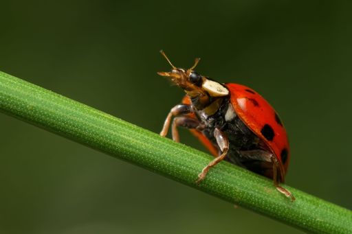 A close-up shot of a harlequin lady beetle on a green stem with a blurred green background.