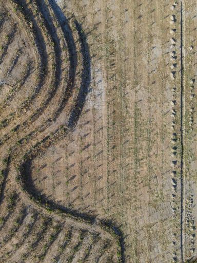A top view of olive tree field near SIgri Lesvos, Greece