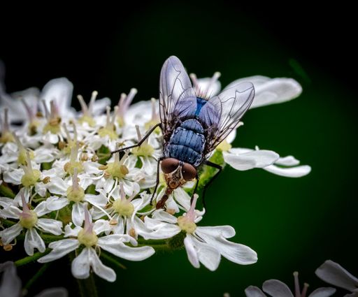 A macro shot of a fly perched on white flowers