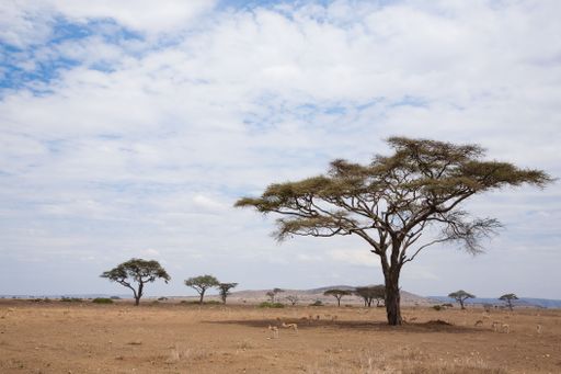 A vast African savanna landscape with acacia trees and antelopes under a partly cloudy sky.