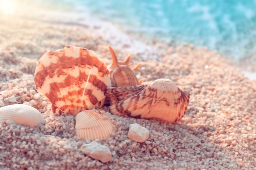 A closeup of brown seashells in the send on a blue burred background