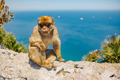 A closeup of a cute little monkey sitting on rocks with lush greenery and a clear blue sea in the back