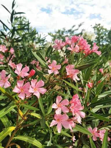 A vertical shot of delicate pink oleander flowers in the garden