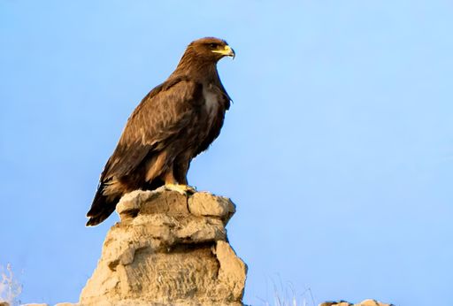 A majestic eagle perched on a rocky outcrop against a clear blue sky.