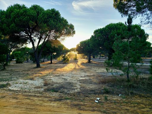 A forest scene with sunlight streaming through the trees at sunrise in Sesimbra, Lisbon, Portugal