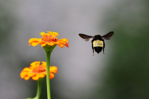 A close-up of a bumblebee hovering near vibrant orange flowers with a blurred background