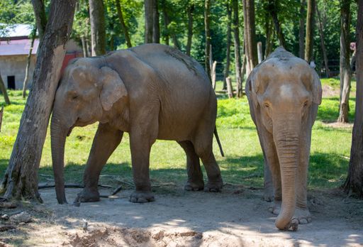 Two gray elephants in the shade of trees at the zoo