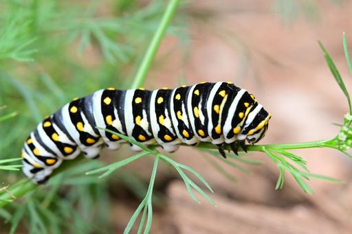 Close-up of a vibrant caterpillar on a green plant branch in a garden