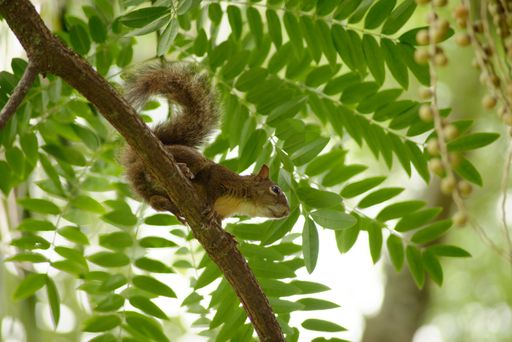A low angle shot of a squirrel on a tree branch with green leaves in the background