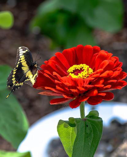 A butterfly perched on a vibrant red flower, showcasing the beauty of nature and wildlife