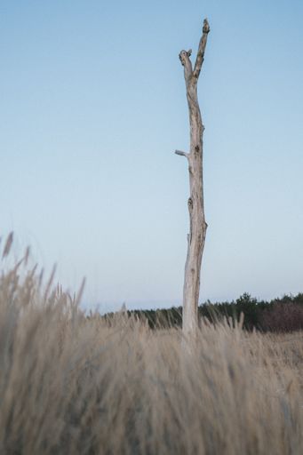 A vertical picture of a bare tree surrounded by the grass in a field at daytime