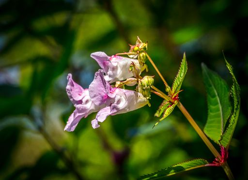 A close-up of pink Himalayan balsam with green leaves in a garden