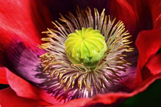 The eautiful blooming gardens of Victoria, British Columbia, Canada
